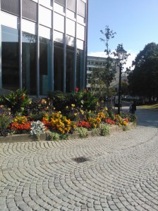 Autum may be here, but there is still some leftovers from summer