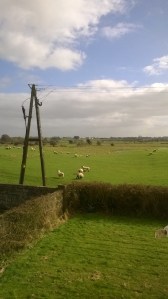 View from the sun room