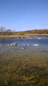 Two ducks chilling in the sun!