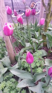 Flowers are in bloom