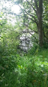 Trees by the lake