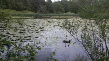 Ducks among the water lillies
