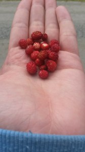 Found some wild strawberries by the road