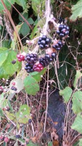Blackberries